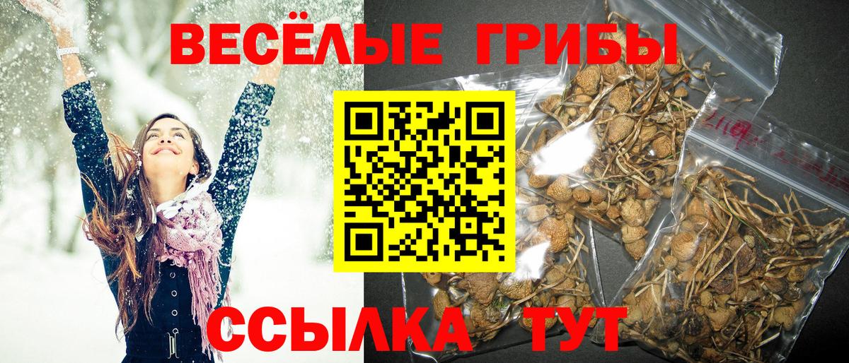 Псилоцибиновые грибы Cubensis  закладки  Черемхово  Вход с VPN 